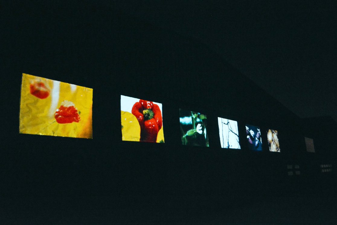 Naturae - Tersan Puglia - Interactive Videomapping